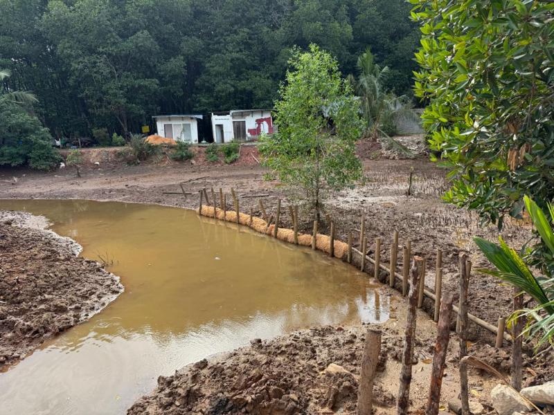 bamboo log–based erosion control and soil stabilisation system